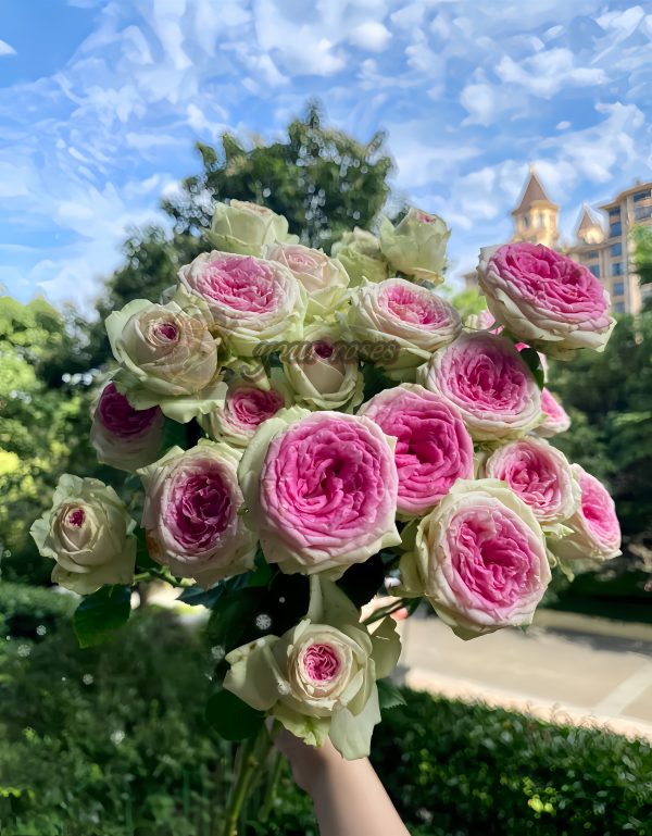 Gelato Rose for sale丨Your roses