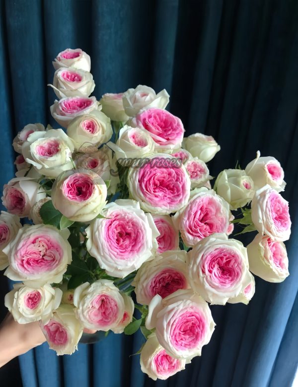 Gelato Rose丨Your roses