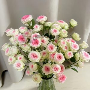 Gelato Rose丨Your roses