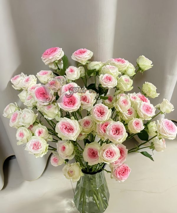 Gelato Rose丨Your roses