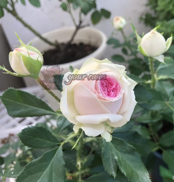 Gelato Rose plant丨Your roses