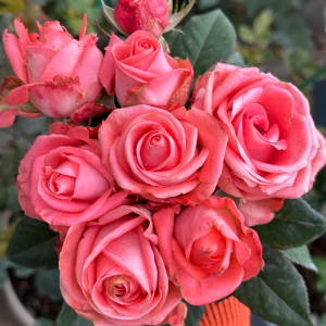 Godina Rose丨Your roses