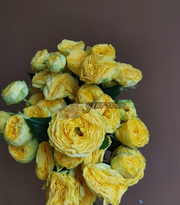 Golden Trendsetter Rose for sale丨Your roses