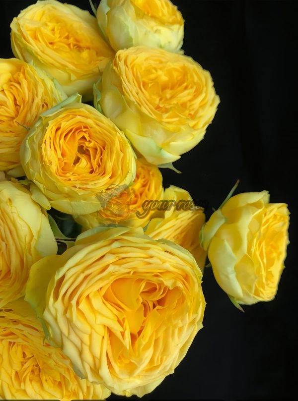 Golden Trendsetter Rose丨Your roses