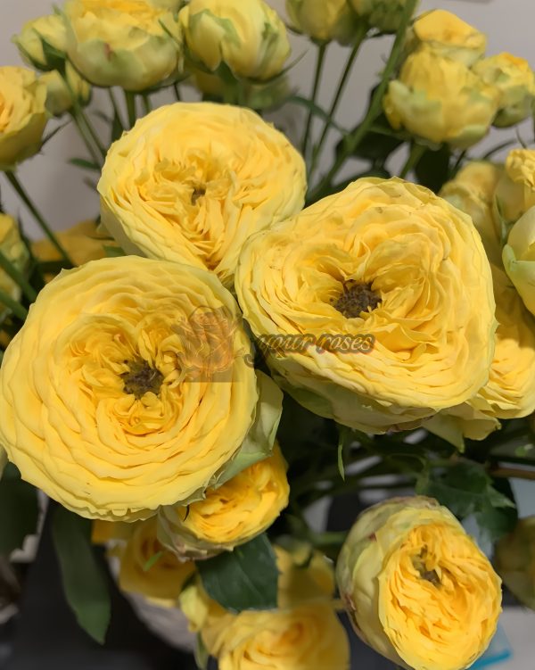 Golden Trendsetter Rose丨Your roses