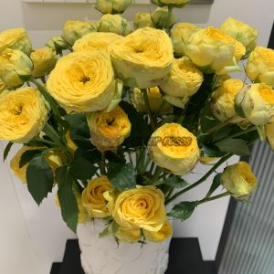 Golden Trendsetter Rose plant丨Your roses