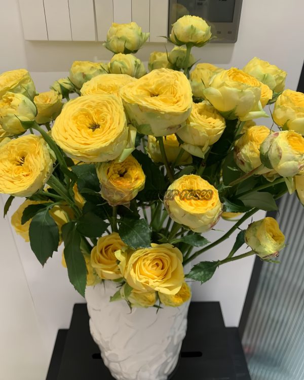 Golden Trendsetter Rose plant丨Your roses