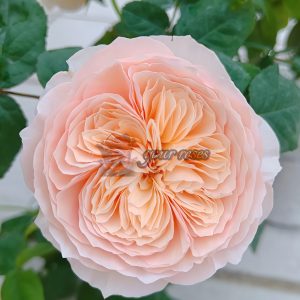HanXian Rose丨Your roses