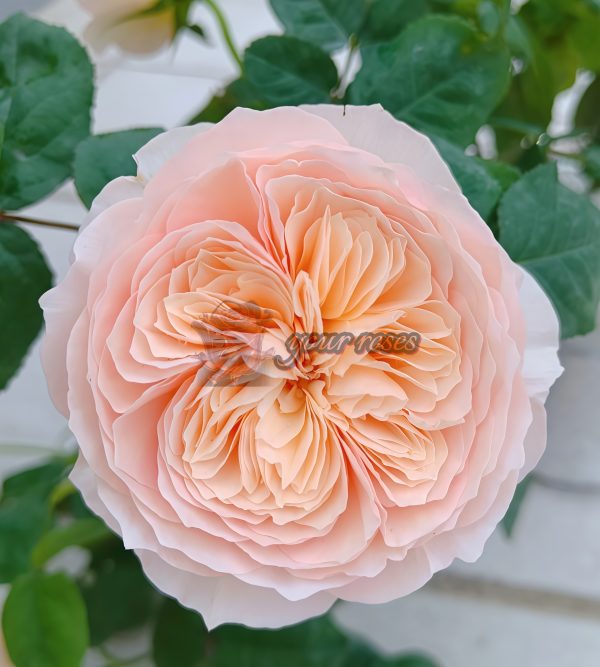 HanXian Rose丨Your roses
