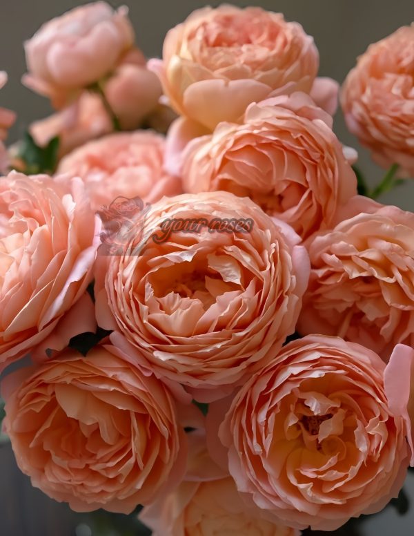 Henry Delbard Rose for sale丨Your roses