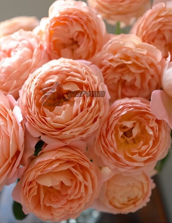 Henry Delbard Rose丨Your roses