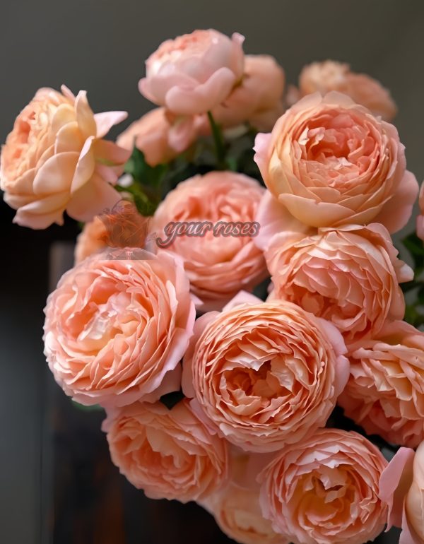 Henry Delbard Rose丨Your roses