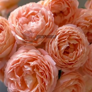 Henry Delbard Rose plant丨Your roses