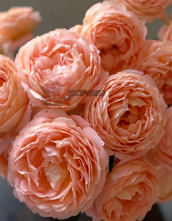 Henry Delbard Rose plant丨Your roses