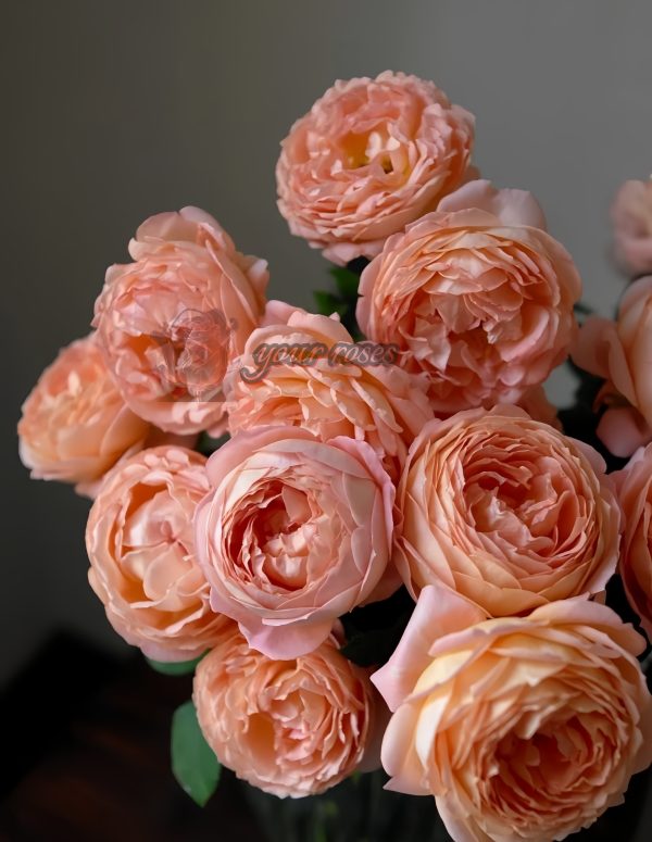 Henry Delbard Rose丨Your roses