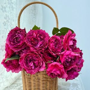 Hirari Rose for sale丨Your roses