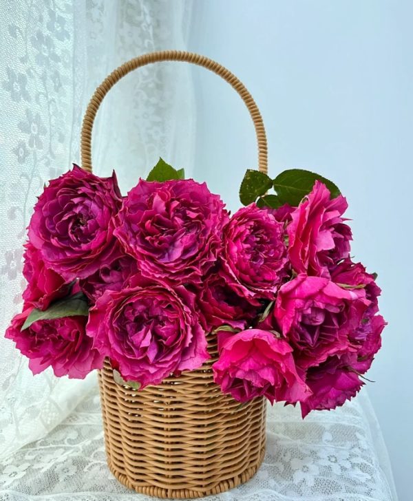 Hirari Rose for sale丨Your roses