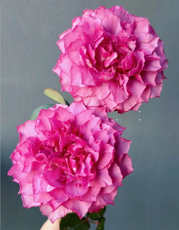 Hirari Rose丨Your roses