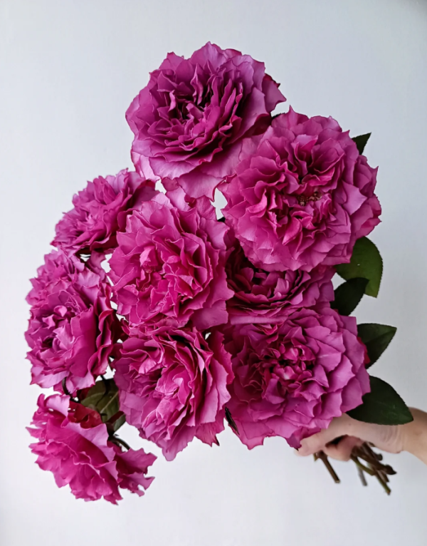Hirari Rose丨Your roses
