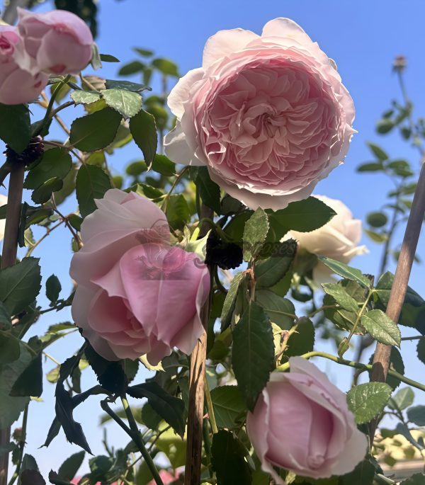Hiyori Rose plant丨Your roses