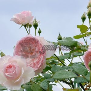 Hiyori Rose丨Your roses