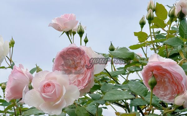 Hiyori Rose丨Your roses