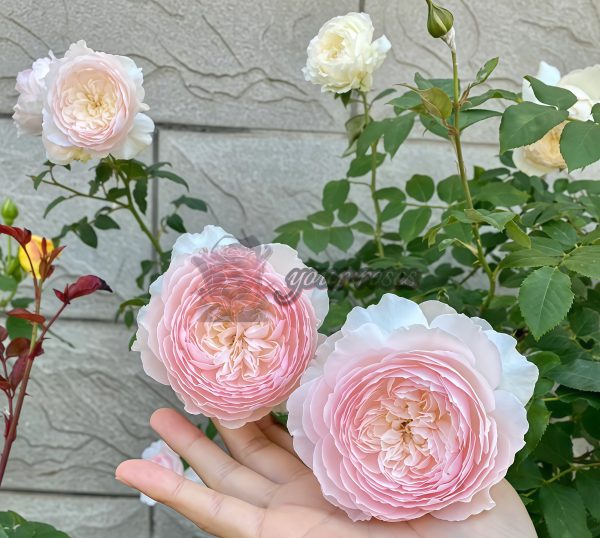 Hiyori Rose for sale丨Your roses