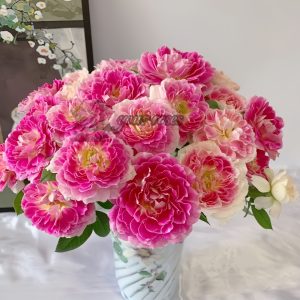 Holiday Island Guernsey Rose丨Your roses
