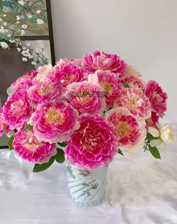 Holiday Island Guernsey Rose丨Your roses