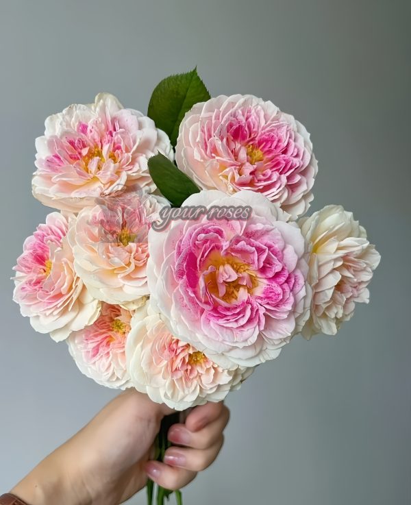Holiday Island Guernsey Rose plant丨Your roses
