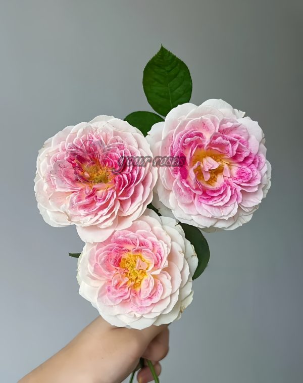 Holiday Island Guernsey Rose丨Your roses