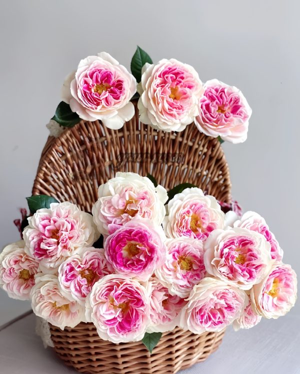 Holiday Island Guernsey Rose for sale丨Your roses