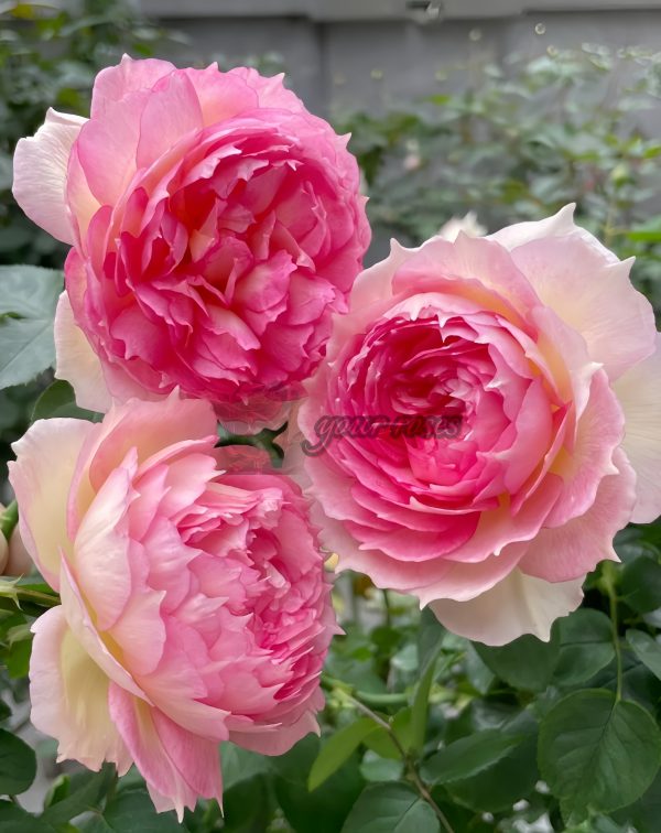 Jade Bowl Lace Rose丨Your roses
