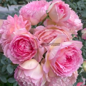 Jade Bowl Lace Rose for sale丨Your roses