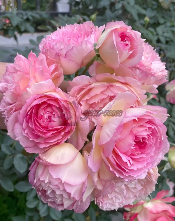 Jade Bowl Lace Rose for sale丨Your roses