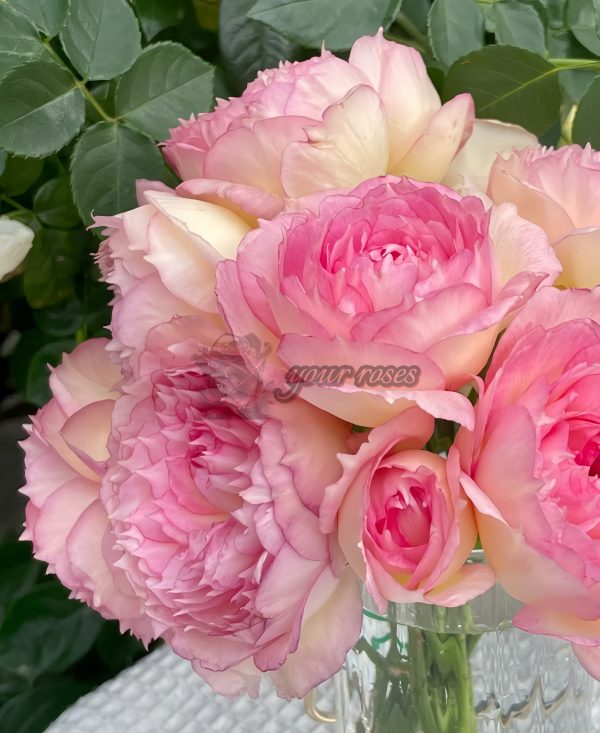 Jade Bowl Lace Rose丨Your roses