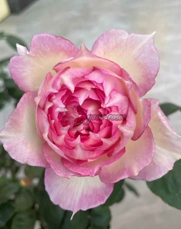 Jade Bowl Lace Rose丨Your roses