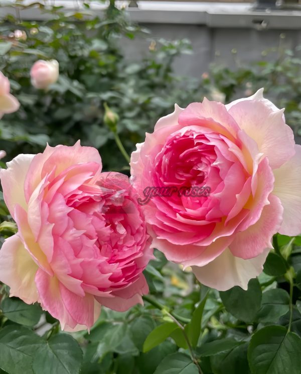 Jade Bowl Lace Rose plant丨Your roses