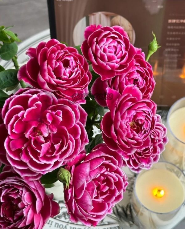 Japanese Mary Rose for sale丨Your roses