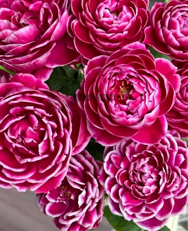 Japanese Mary Rose丨Your roses