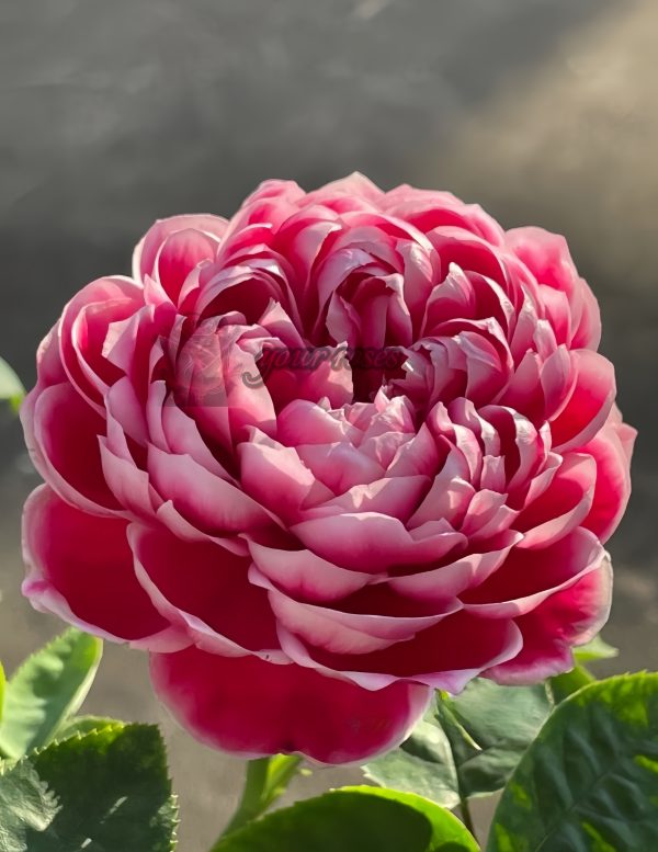 Japanese Mary Rose plant丨Your roses