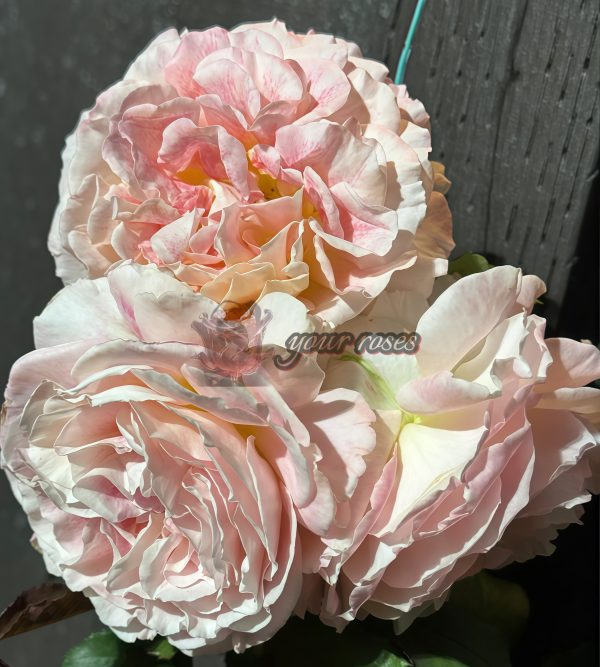 Jef l'Artiste Rose for sale丨Your roses