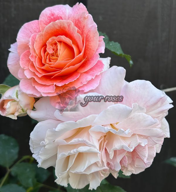 Jef l'Artiste Rose丨Your roses