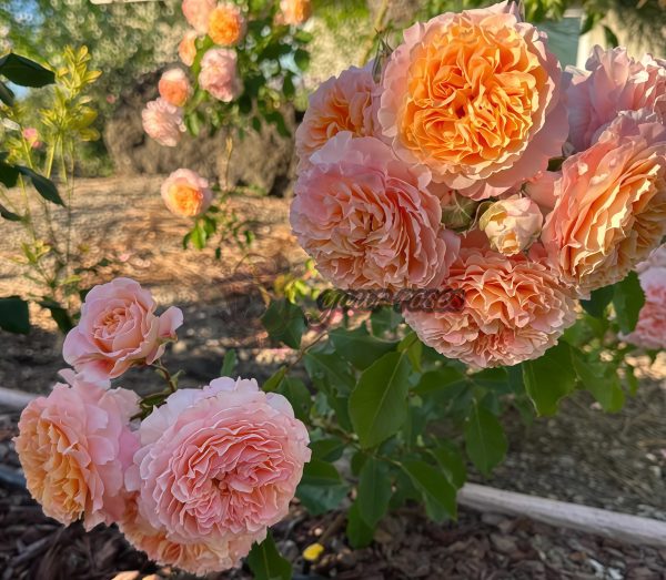 Jef l'Artiste Rose丨Your roses