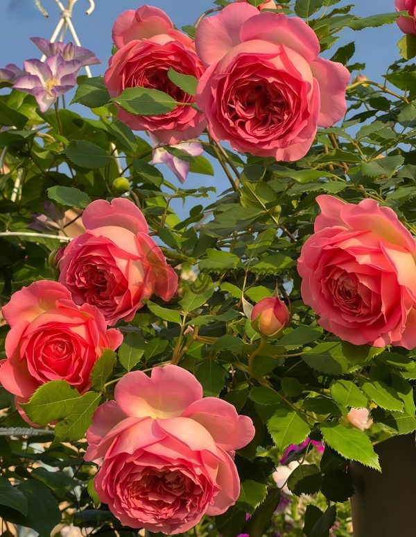 Jubilee Celebration Rose AUShunter Rose丨Your roses