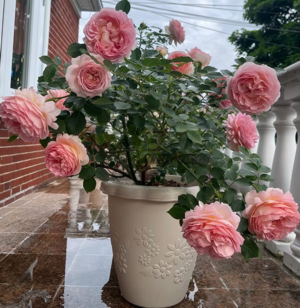 Jubilee Celebration Rose AUShunter Rose plant丨Your roses