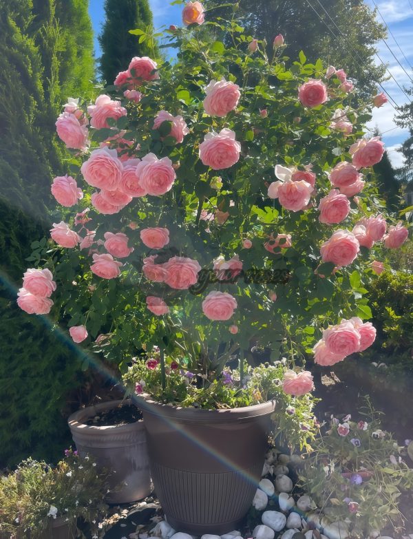Jubilee Celebration Rose AUShunter Rose丨Your roses