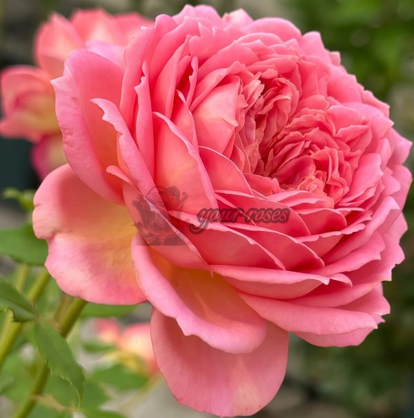 Jubilee Celebration Rose AUShunter Rose丨Your roses