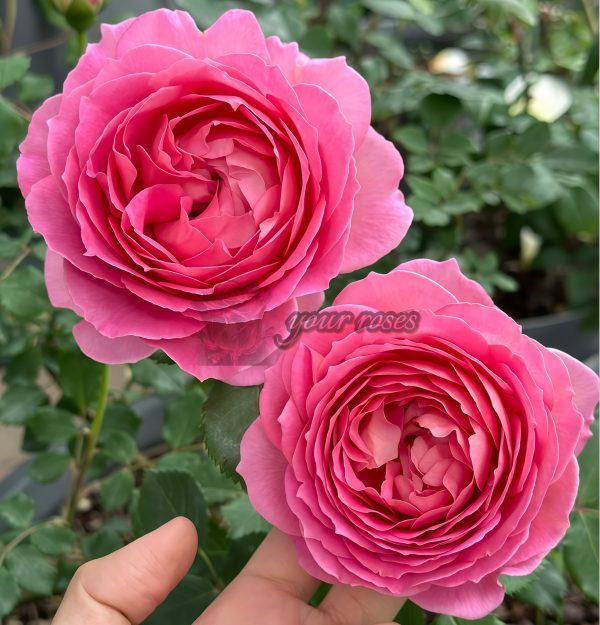 Jubilee Celebration Rose AUShunter Rose for sale丨Your roses