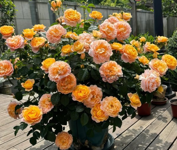 JuicyTerrazza Rose丨Your roses
